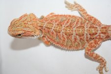 orangehypomale2.jpg
