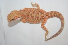 orangehypomale3.jpg