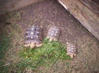 Turtles 004.jpg