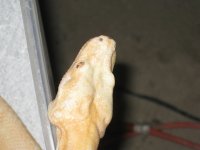 IMG_0726.jpg