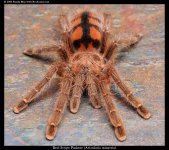 Avicularia_minatrix.jpg