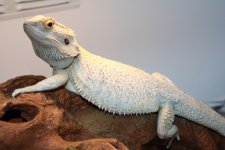 LouieBody1-Fauna.jpg