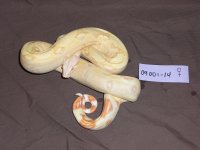 1105187.jpg