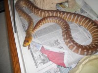 ssssnakes 017.jpg