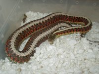 04 24 2008 Red Side normal adult female gravid.JPG
