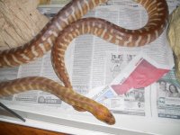 ssssnakes 018.jpg
