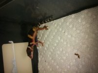 Picture 895.jpg