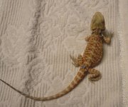 DSC01204.jpg
