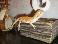 DSC01212.jpg