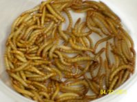 newworms-1.jpg