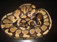 IMG_2228.jpg