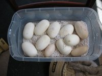 DwfBurmeggs.jpg