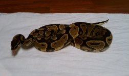 IMAG0113.jpg
