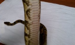 IMAG0116.jpg