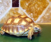 sulcata2.jpg