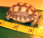 sulcata1.jpg