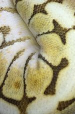 ButterBeephoto3.jpg
