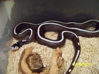 Snakes & etc 012.jpg