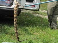 trailer_park_snake.jpg
