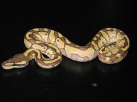 IMG_1006_2.jpg