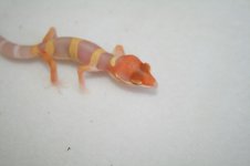 IMG_6749.jpg