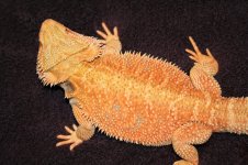 IMG_0601.jpg