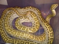 Hypo Male and Female 10 foot 1.jpg