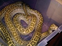 Hypo Pair 10 foot 2.jpg