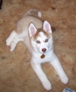 Crixus10weeks.jpg