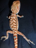 Male 9.2.jpg