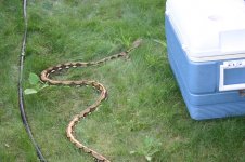 IMG_0231.jpg