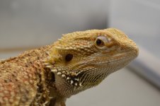 DSC_0833.jpg