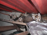 Kitties2.jpg