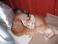 Kitties3.jpg