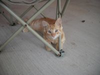 Kitties1.jpg