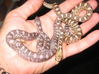 ghost sonorans 2011 003.jpg