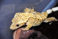 DSC_1228.jpg