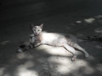 Kitties4.jpg