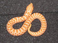 11-CL12-ALB-WHN-064 008.jpg