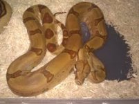 hypo jungle.jpg