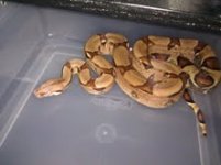 jungle het albino.jpg