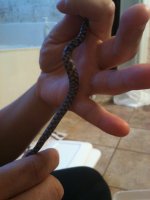 snake #9.jpg