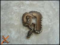 11-s-m-01-pic1.jpg