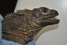 DSC_0508.jpg