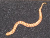 11-CL12-ALB-WHN-066 004.jpg