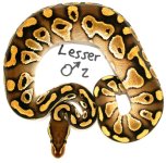 lessermale2 - web.jpg