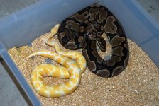 Yearling male albino with female Het albino breeder.jpg
