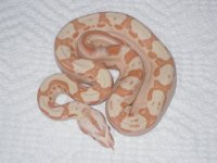 sg male and snake room 003.jpg