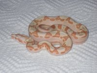 sg male and snake room 005.jpg