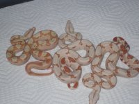 sg male and snake room 001.jpg
